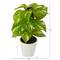9" Pothos Plant in Decorative White Planter